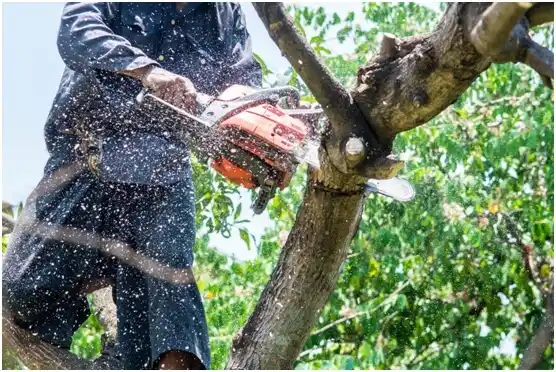 tree services East Highland Park